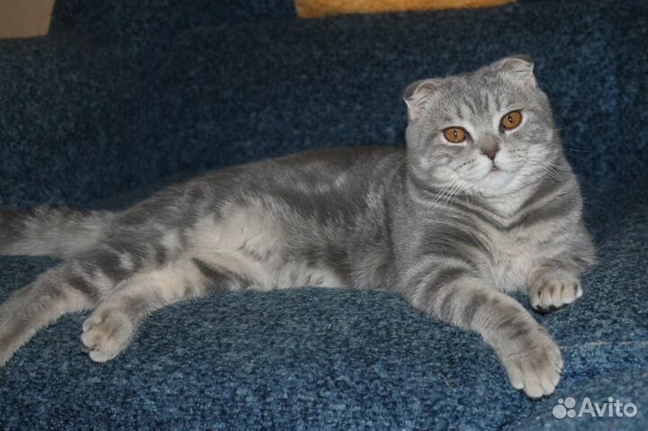 Шотландский скоттиш-фолд-жених