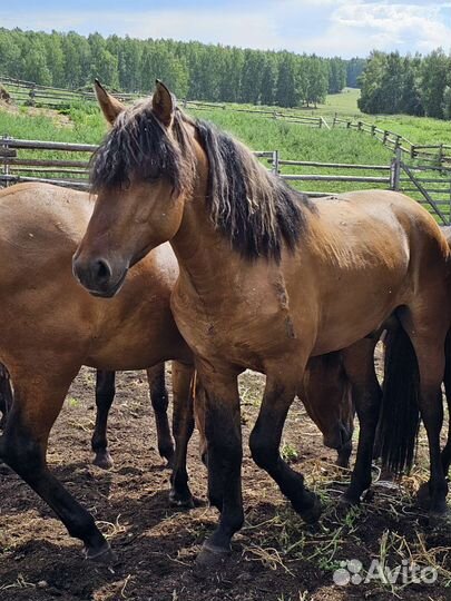 Лошадь жеребец