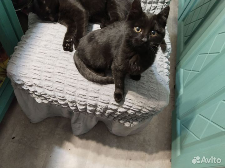 Кошка в дар бесплатно