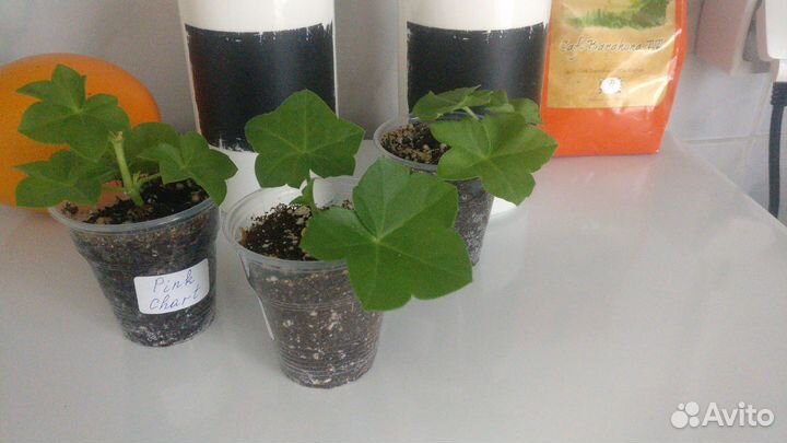 Пеларгония герань