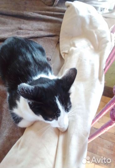 Отдается котенок