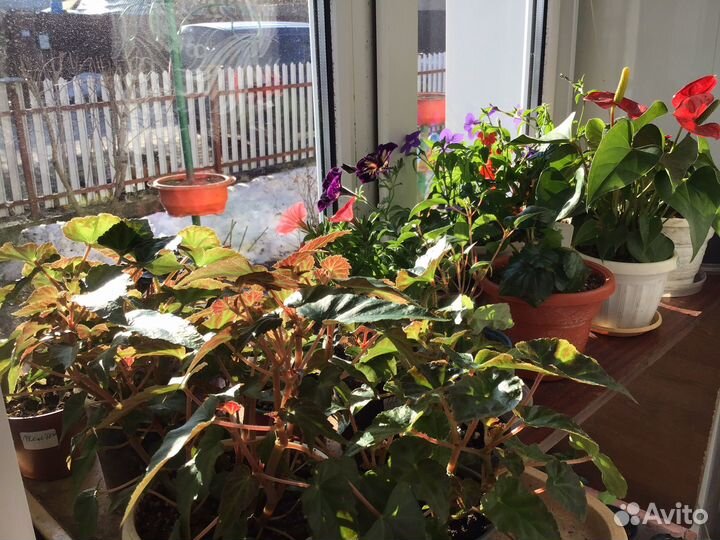 Комнатные цветы