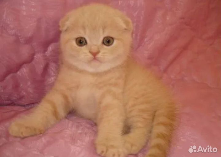 Персиковая кошечка и котик