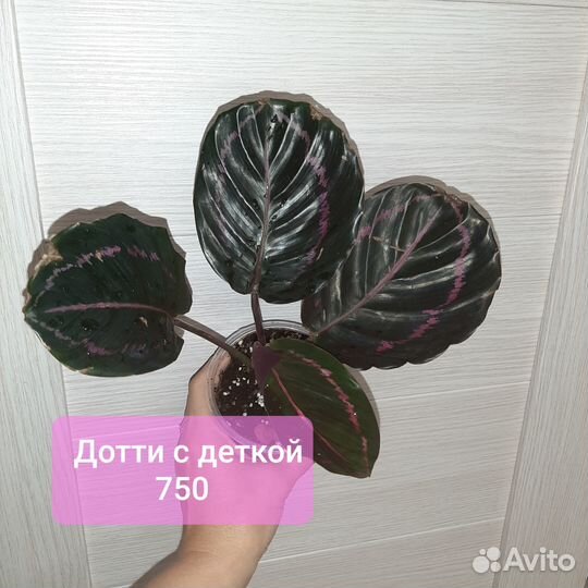 Маранты,ктенанты,калатеи