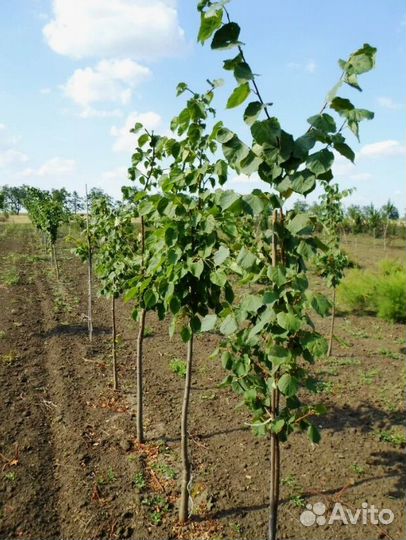 Липа саженцы, крупномеры