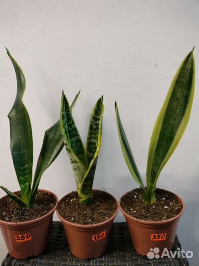 Стрелиция, Аглаонема, Аукуба, Сансивиерия, Мирт