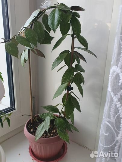 Хойя лакуноза эскимо сильвер