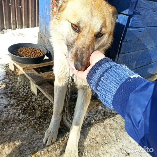 Собака в добрые руки