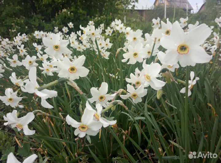 Многолетники для сада