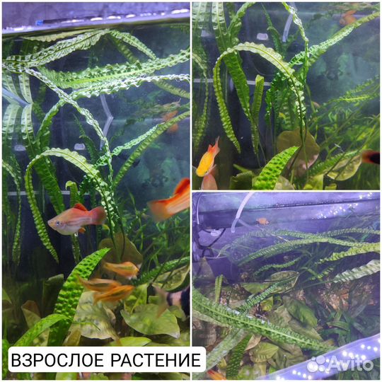 Аквариумное растение криптокорина