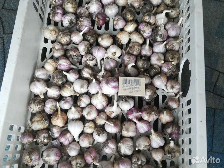 Чеснок озимый