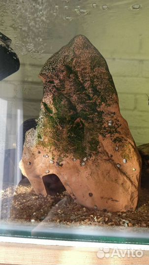 Теодоксус улитка