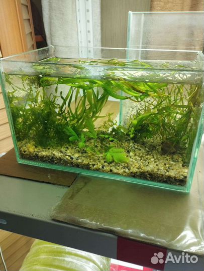 Готовый аквариум травник