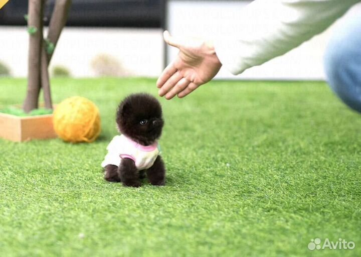 Самый маленький микро черный померанский шпиц