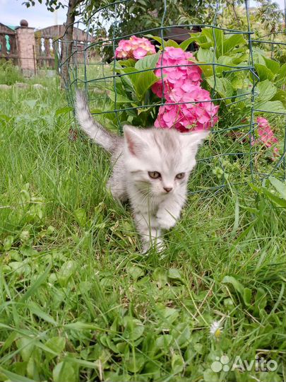 Шотландская