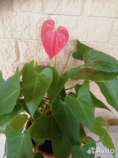 Комнатные цветы антуриум
