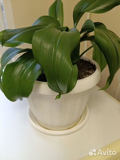 Эухарис амазонская лилия