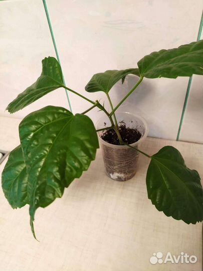 Гибискус китайская роза