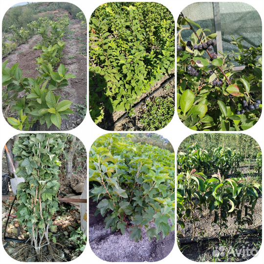 Плодово- ягодные, декоративные культуры