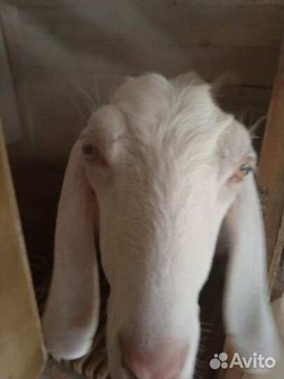 С/х животные