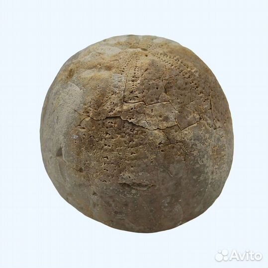 Морской ёж Echinocorys, Дагестан / Окаменелости