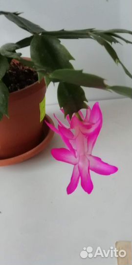 Комнатные цветы