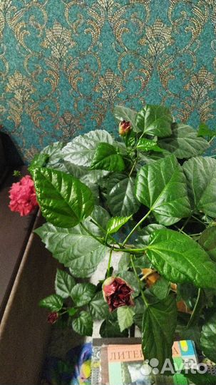 Гибискус китайская роза