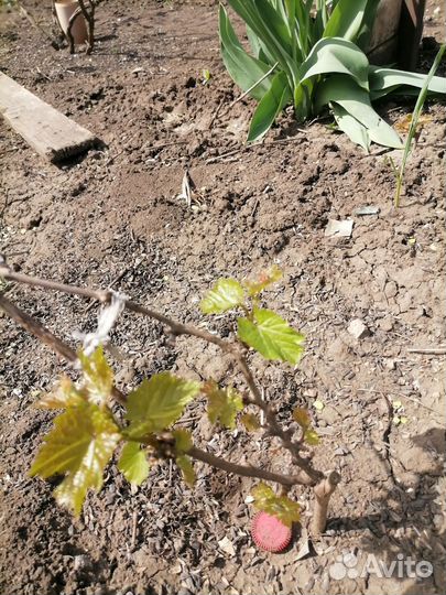 Саженцы винограда Юлиан