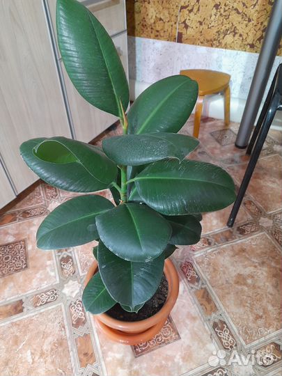 Сортовые фикусы