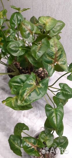 Сингониум крисмас