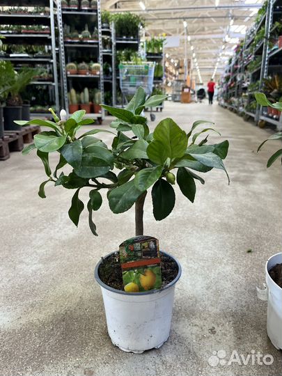 Цитрофортунелла Лимон штамбовая, плодоносит