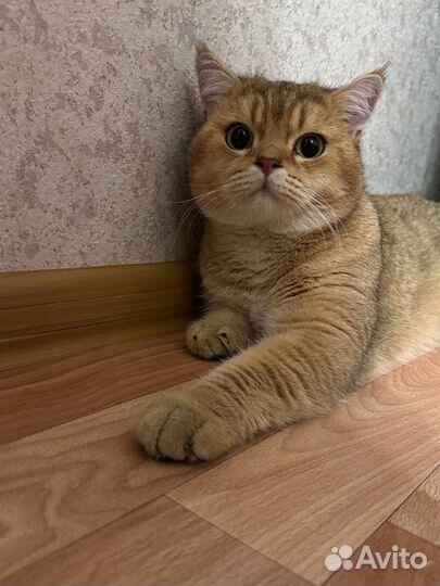 Шотландская золотая шиншилла вязка