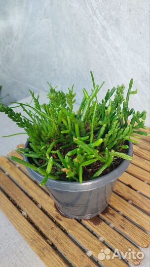 Рипсалис микс