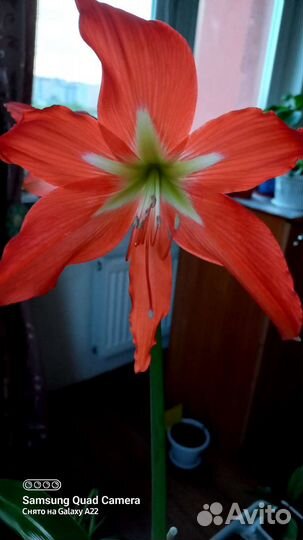 Лилия (гиппеаструм)