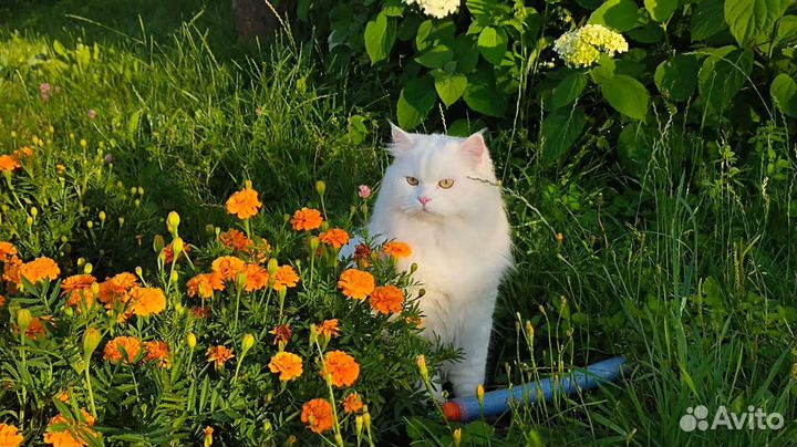 Сибирский кот