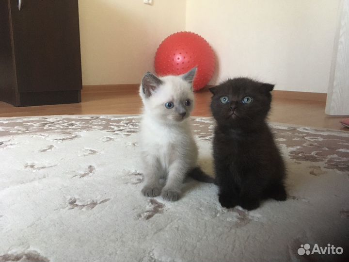 Британские котята