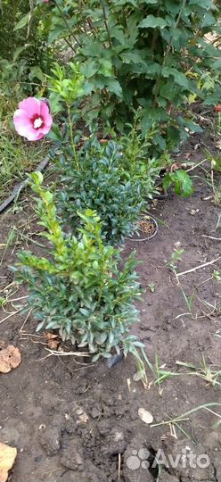 Декоративные кустарники