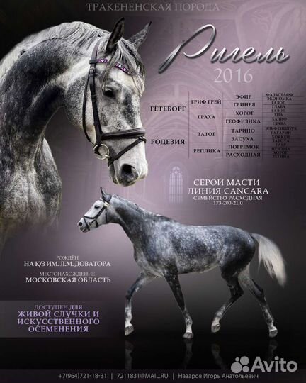 Жеребцы на случку