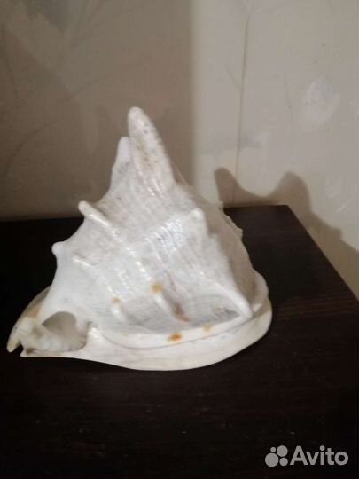 Ракушка морская большая