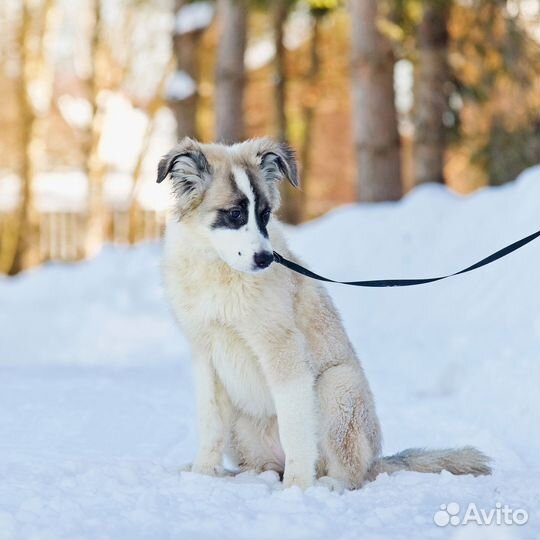Собака