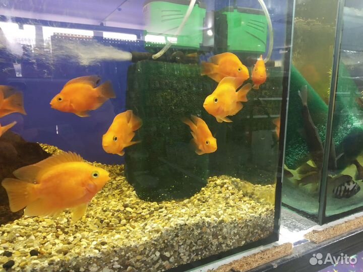 Аквариумная рыба попугай красный