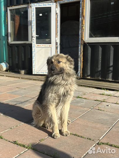 Собака в добрые руки