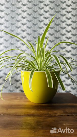 Хлорофитум