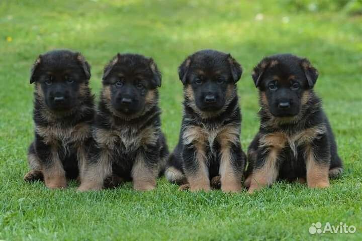 Щенки немецкой овчарки. Питомник