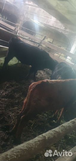 Тёлки с откорма