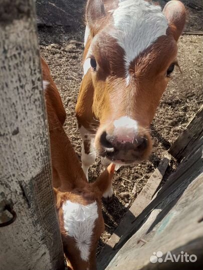 Телята телочки