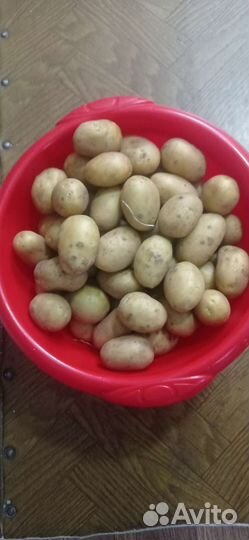Продам картофель мелкий