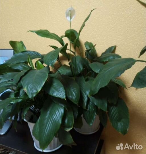 Комнатные цветы