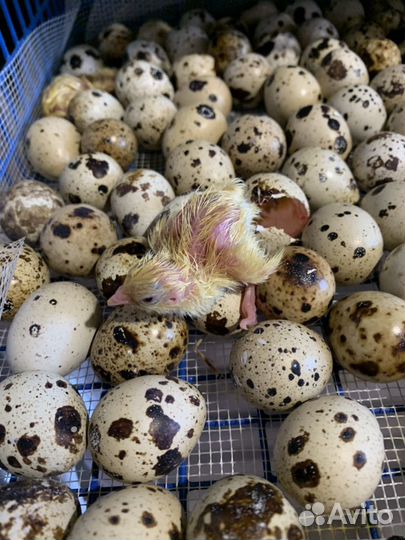 Инкубационное яйцо перепёлки Техас