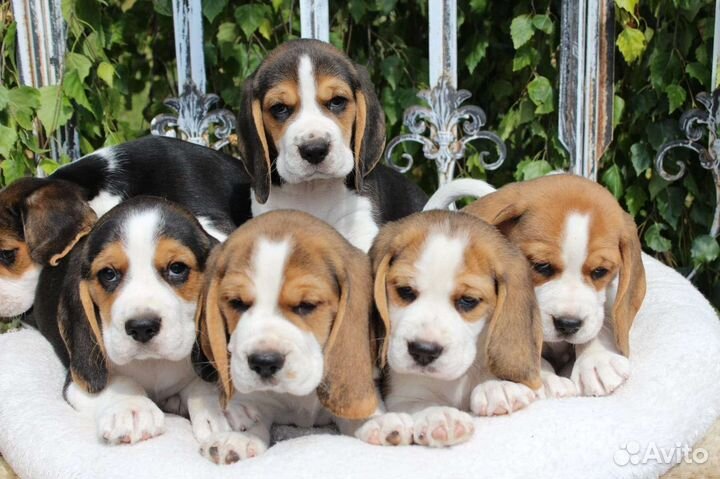 Бигль щенки